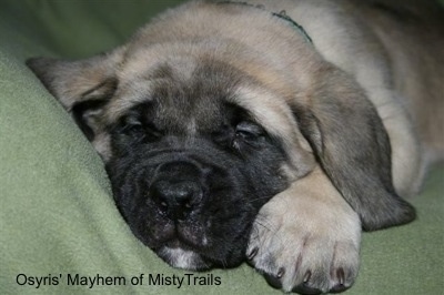 Close up head shot - A tan with black English Mastiff puppy is sleeping on a green blanket.