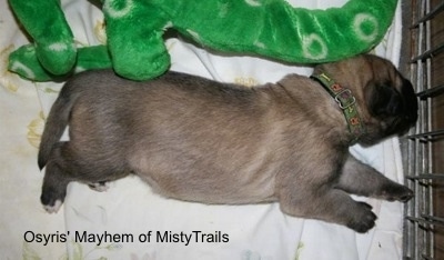 A tan with black English Mastiff puppy is wearing a green collar sleeping on its left side and there is a green plush snake toy behind it.