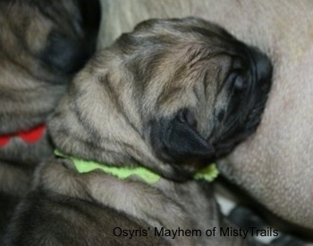 Close up - A tan with black English Mastiff puppy wearing a green ribbon around its neck is feeding from its mother. Its littermate with a red ribbon is next to it.