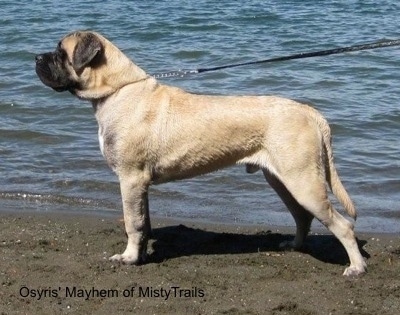 Left Profile - A tan with black English Mastiff is standing in sand on a beach in front of a body of water.