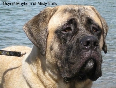 Close up upper body shot - A wrinkly, droopy looking, tan with black English Mastiff is standing in front of a body of water.