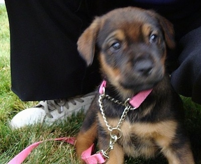 rottweiler cross puppies