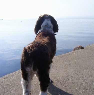 Molly the brown and white English Springer Spaniel is standing on a concrete ledge and looking over at a large amount of water.