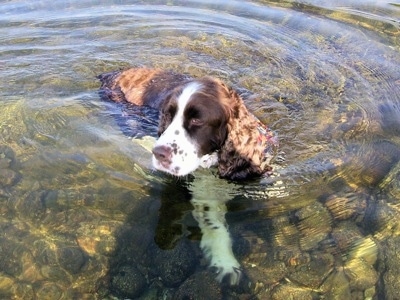 Molly the brown and white English Springer Spaniel is swimming in a body of clear water with large rocks on the bottom.