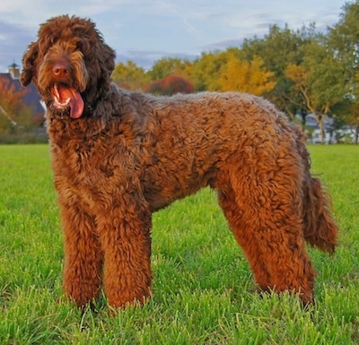 Kenzo the brown wavy coated Flandoodle is standing in a field and looking forward with its tongue out hanging to the right