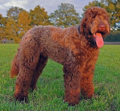 bouvier and poodle mix