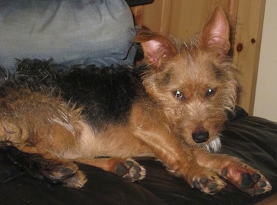 A tan, black and white Fourche Terrier dog is laying on a black leather couch looking sleepy.