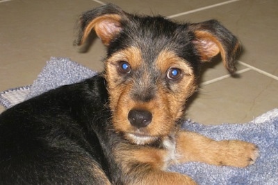 Close Up - a tan, black and white Fourche Terrier puppy is laying on a towel that is on a tan tiled floor and looking up