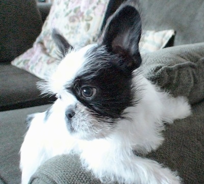 Yoji the white with black, perk eared French Bull Tzu is hanging over the arm of a couch. There are pillows behind it. It is looking to the left