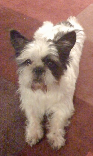 Yoji the furry white with black French Bull Tzu is laying on a red rug and looking forward