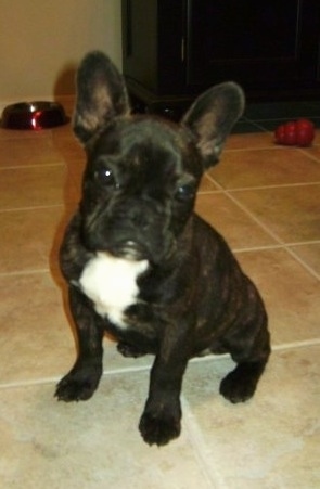 4 month old french bulldog