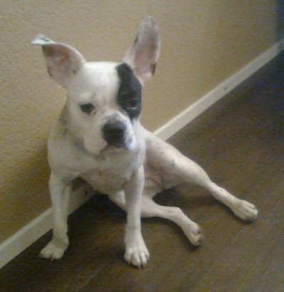 Sita the white with black French Bulloxer is sitting against a tan wall and on a hardwood floor