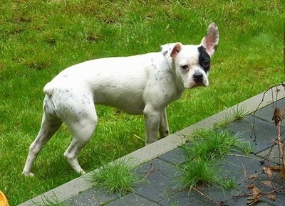 Adorable Brindle French Bulldog Boxer Mix - l2sanpiero