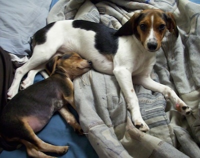 A Queen Elizabeth Pocket Beagle is laying on its side and looking up in a bed. Below it is a Beagle puppy that is sleeping on its side