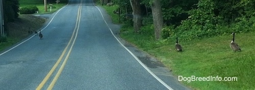 Six Geese are walking down a road