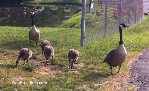 Close Up - Four Gooselings and Two Geese in the foreground with a pond in the background