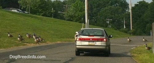 Two Cars waiting for a Flock of Geese to cross the street