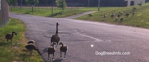 Four Gooselings and two geese on one side of the road and a bunch of Geese on the other side in the grass