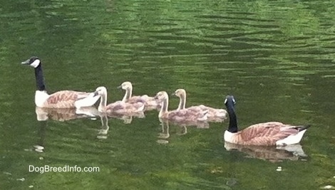 Two Geese swimming with 4 gooselings between them