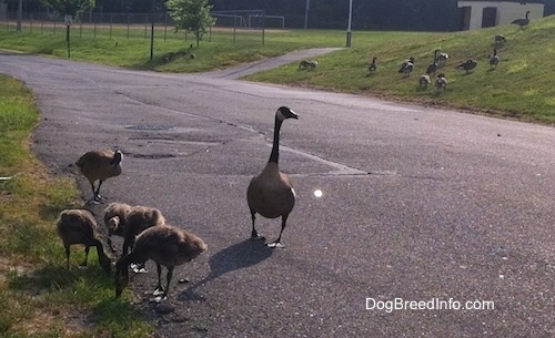 Four gooselings and two geese in the road with a bunch of geese across the street in the grass