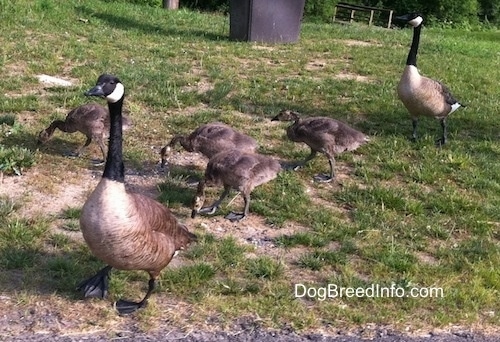 Two Geese walking with 4 gooselings who are pecking the ground