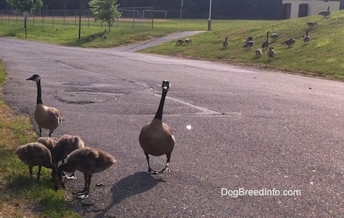 Four Gooselings and Two Geese on one side of the road and a bunch of Geese on the other side