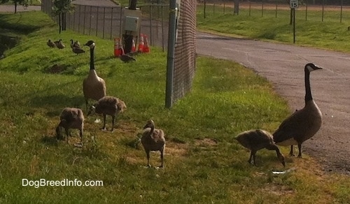 Four Gooselings and Two Geese in the foreground with more geese in the background