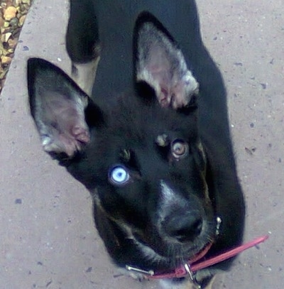 german shepherd husky mix with blue eyes