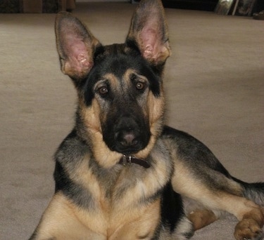 A black and tan German Shepherd is laying on a tan carpet and looking forward