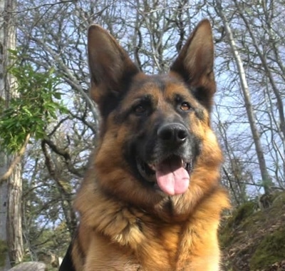 Close Up - The head of a black and tan German Shepherd in the woods. Its mouth is open and its tongue is out