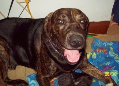 A brown and black German Sheprador is laying on a blue blanket on a tan tiled floor. Its mouth is open and tongue is out