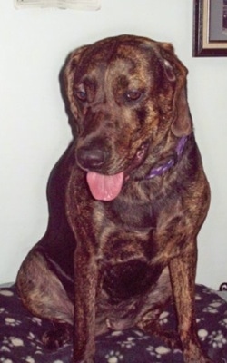 A brown brindle German Sheprador is wearing a purple collar sitting on top of a blanket with dog paws printed on it. Its mouth is open and tongue is out. It is looking down