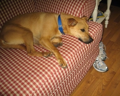 A tan German Sheprador is laying on a red and white plaid couch that has a pair of sneakers on the hardwood floor next to it.
