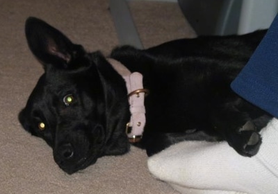 A black German Sheprador is laying on its right side on a tan carpeted floor next to a persons foot