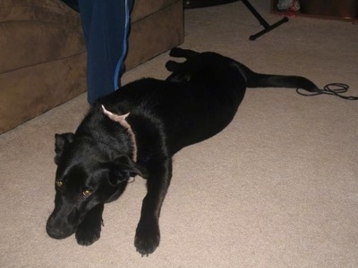 A black German Sheprador is laying on a tan carpet next to the foot of a person who is wearing blue pants an standing next to a tan couch