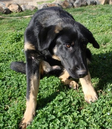 A black with tan German Sheprador is sitting in grass with its head lowered. There is a line of rocks behind it