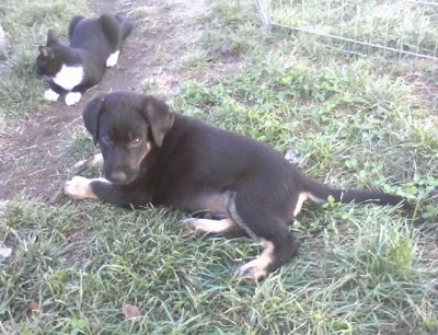 A small black with tan German Sheprador puppy is laying outside in a yard with a black with white cat laying in front of it