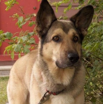 A tan with black German Sheprador is standing outside next to a tree. There is a red door behind it