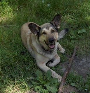 A tan with black German Sheprador is laying outside in the shade under a tree with a stick in front of it.