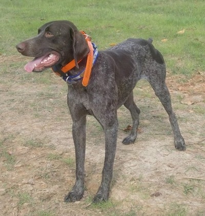 german shorthaired pointer liver and roan