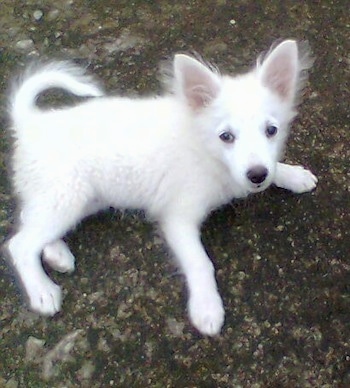 A white German Spitz puppy is laying outside on a rock surface