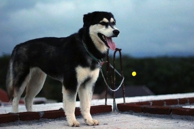 A black with tan Goberian is standing on a roof. Its mouth is open and its tongue is out