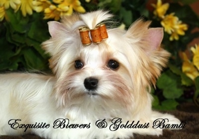 udstilling Anvendelse Når som helst Golddust Yorkshire Terrier Dog Breed Information and Pictures