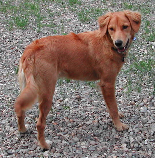 An orange colored Golden Border Retriever dog is standing on rocks with little bit of grass spouting out from in between them. The Retriever is looking back. Its mouth is open.