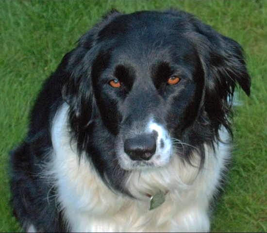 23+ Border Collie Golden Retriever Mix Puppies For Sale