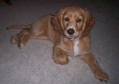 A tan with white Golden Cocker Retriever puppy is laying on a tanb carpet and looking forward