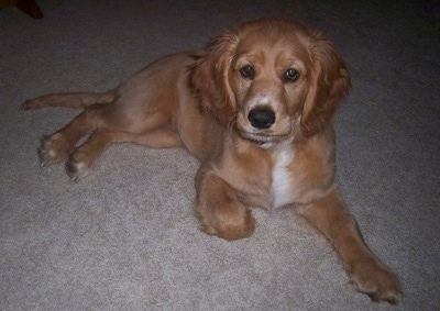 Golden Cocker Retriever Breed Information and