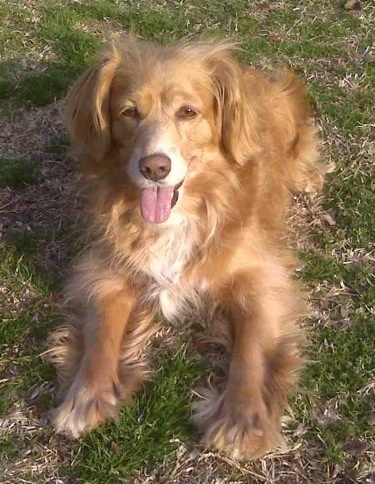 golden cocker poodle