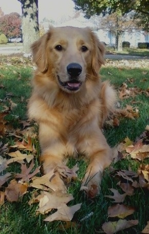 A Golden Retriever is laying in a grassy yard on top of fallen autumn leaves.