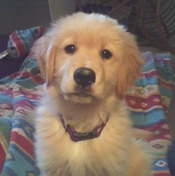 Close Up - A fluffy Golden Retriever puppy is sitting on a blue, maroon and white striped blanket